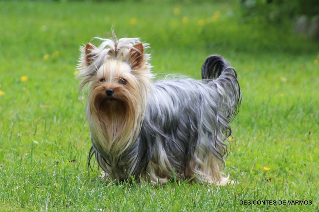 Les Yorkshire Terrier de l'affixe des contes de Varmos