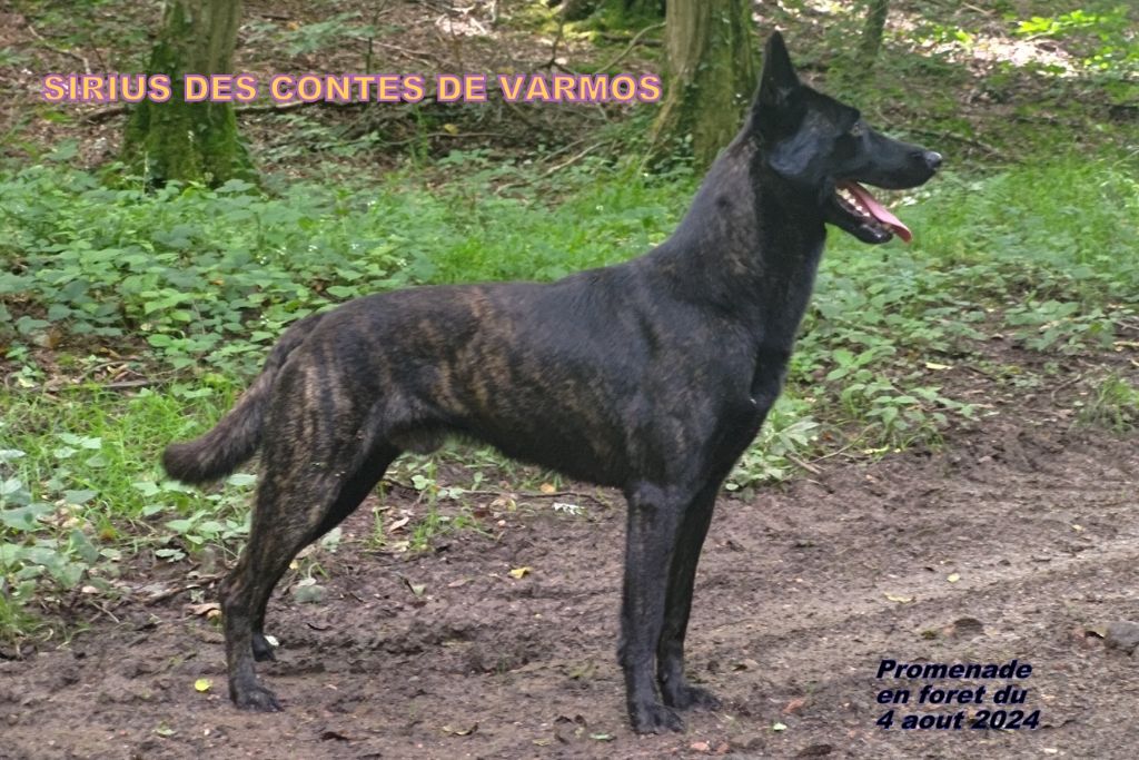 Sirius des contes de Varmos