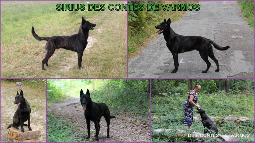 Sirius des contes de Varmos