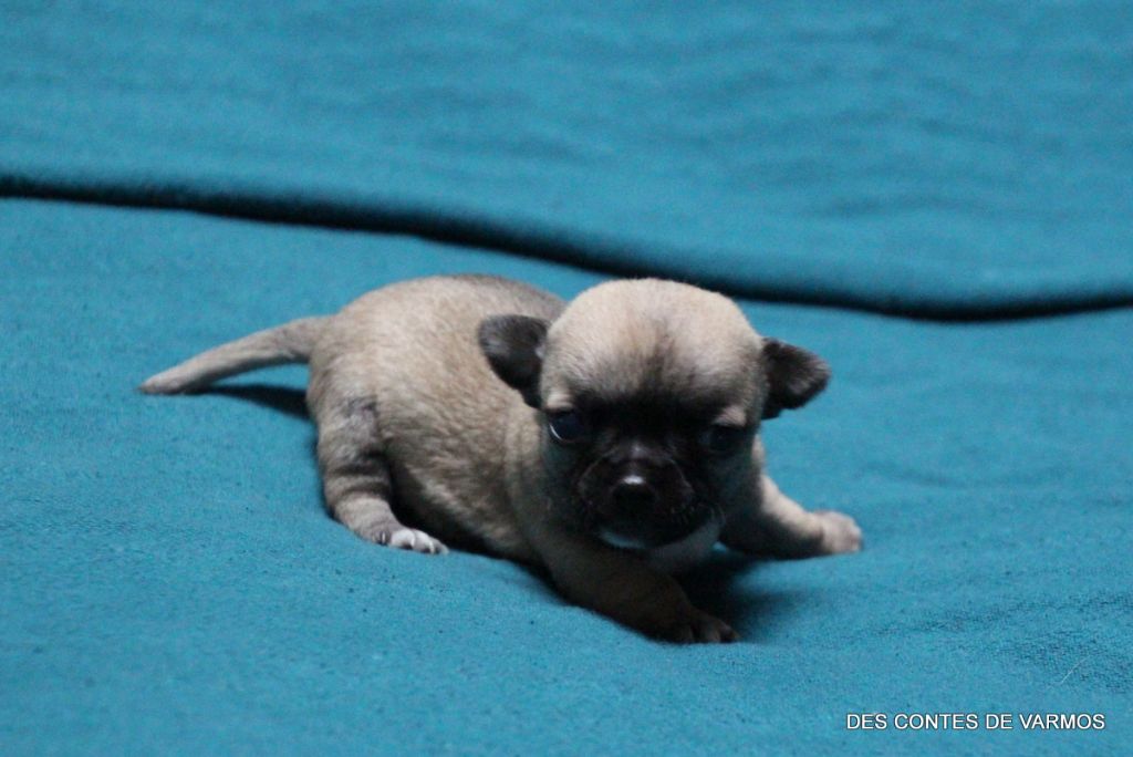 des contes de Varmos - Chiot disponible  - Chihuahua