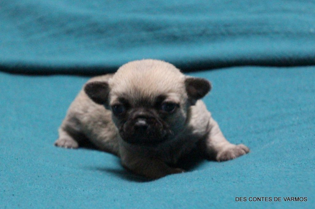 des contes de Varmos - Chiot disponible  - Chihuahua