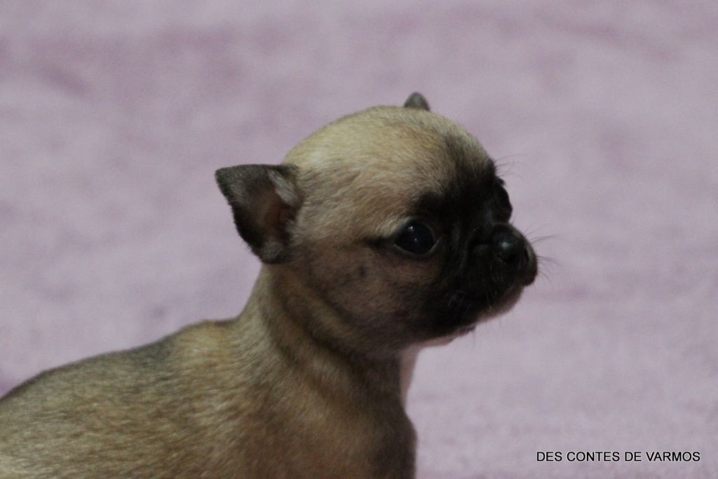 des contes de Varmos - Chiot disponible  - Chihuahua