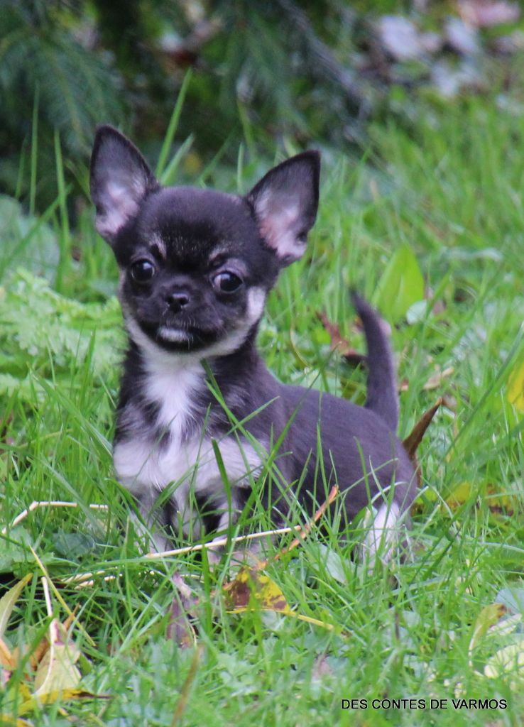 chiot Chihuahua des contes de Varmos