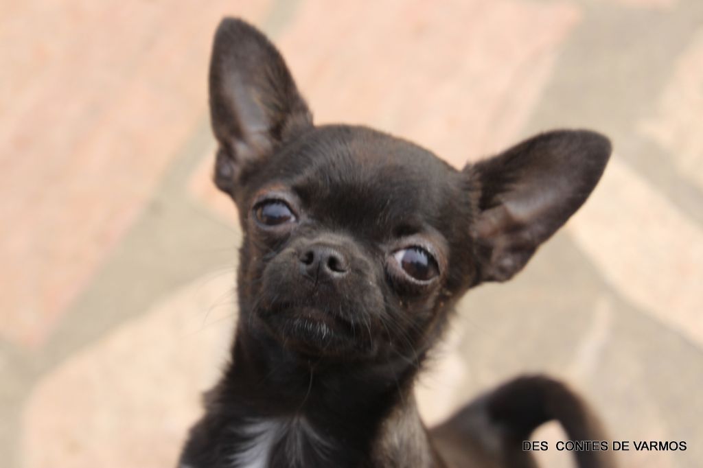 chiot Chihuahua des contes de Varmos