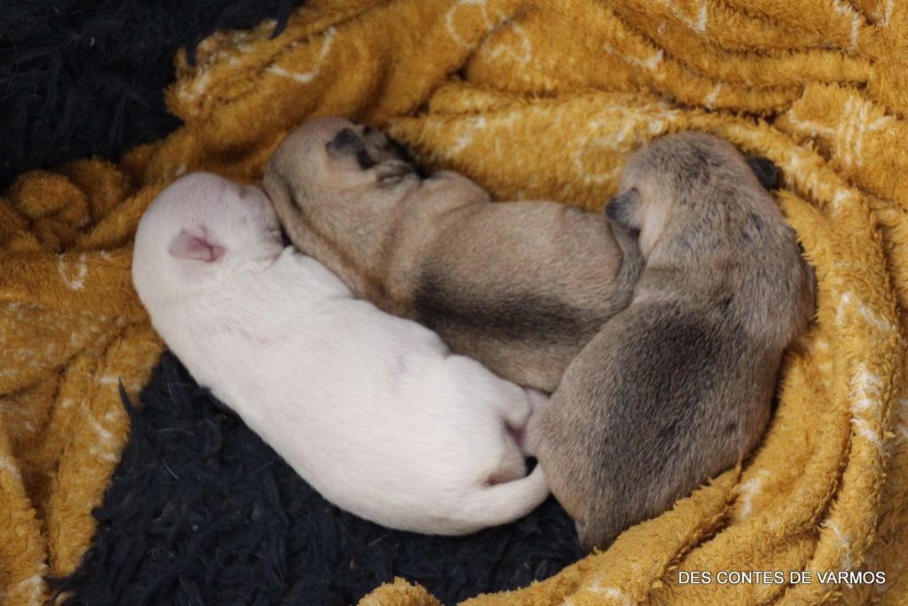 chiot Chihuahua des contes de Varmos