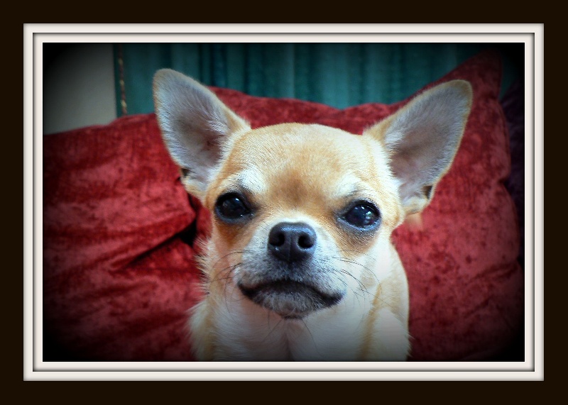 Dame carca dite darla des contes de Varmos