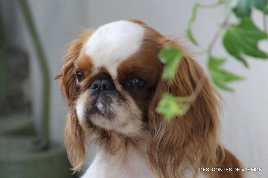 Pandora Des Terres De Beaulieu