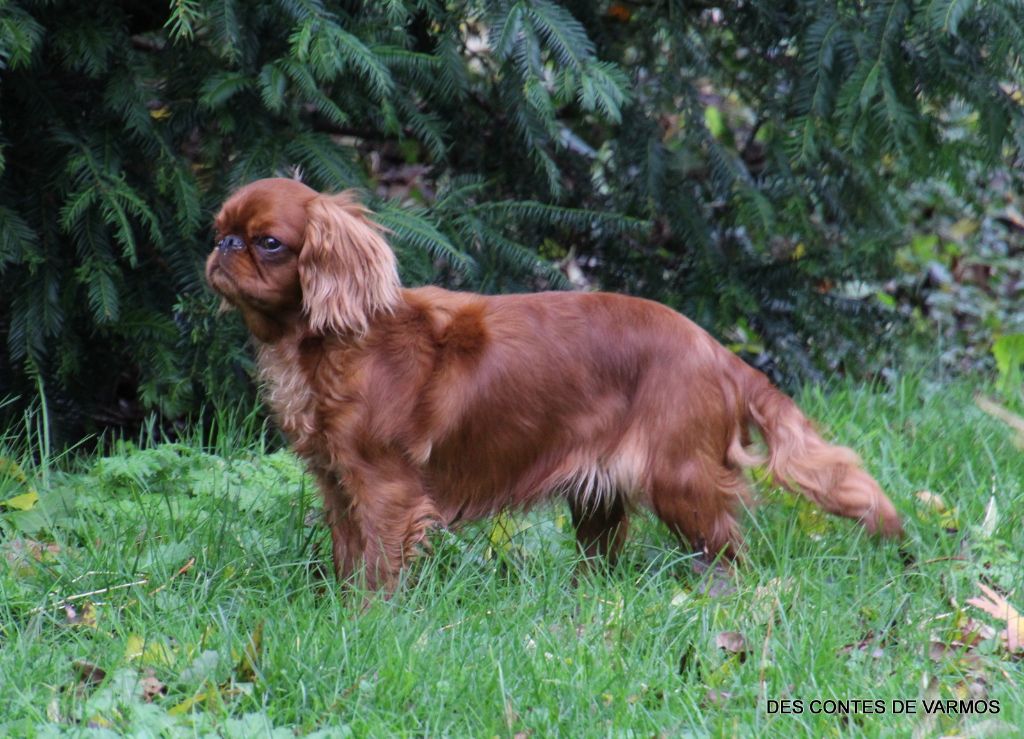 Serena des contes de Varmos