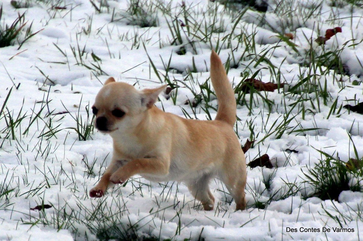 Cessation d'élevage. Mise en vente jeune femelle