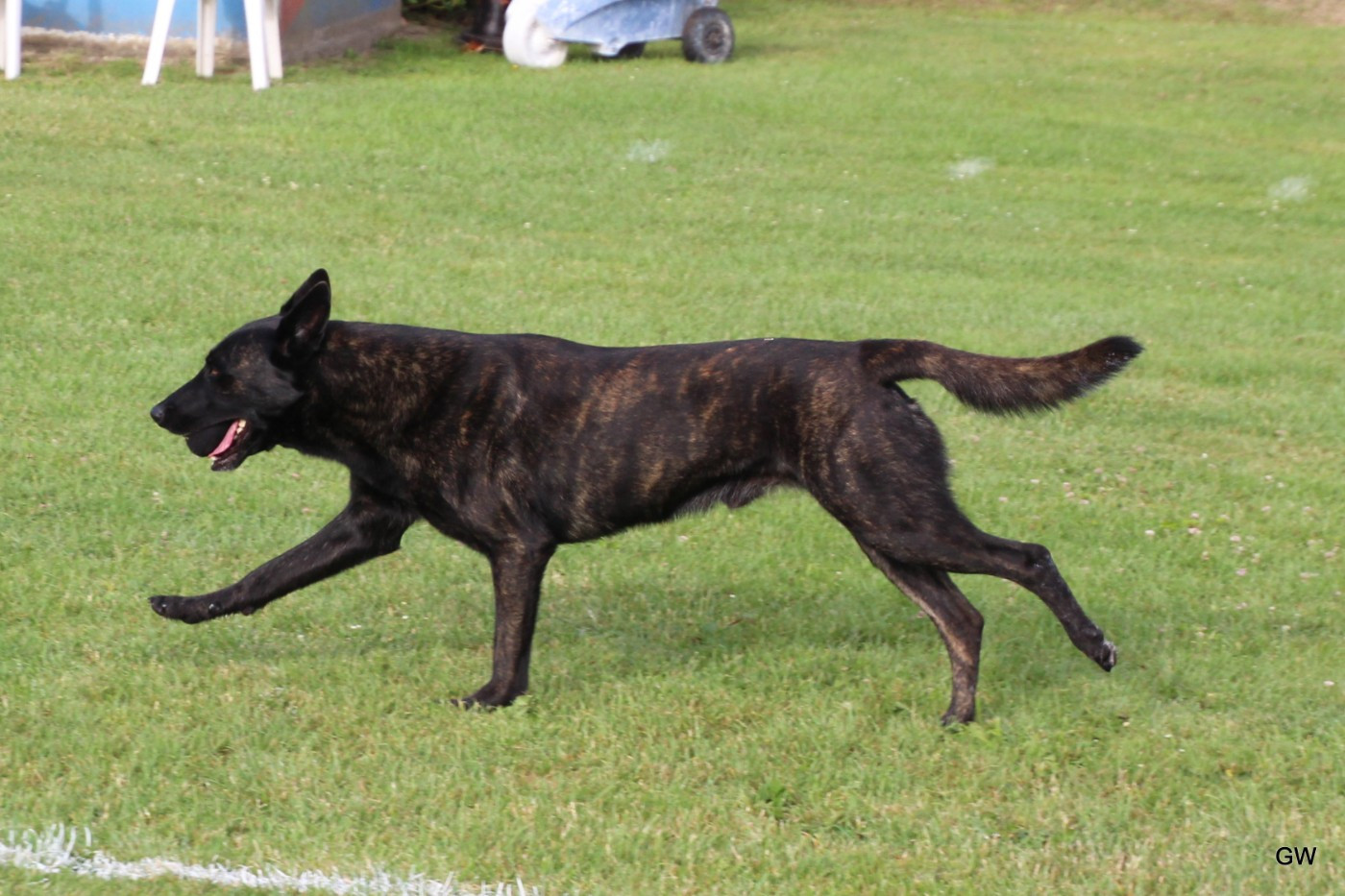SIRIUS DES CONTES DE VARMOS BH PREMIER CONCOURS RING 3