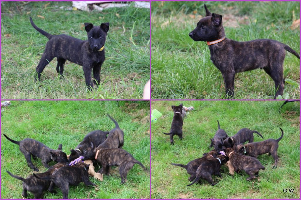 Les bebes de SIRIUS