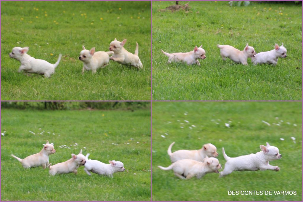 des contes de Varmos - Chihuahua - Portée née le 08/05/2024