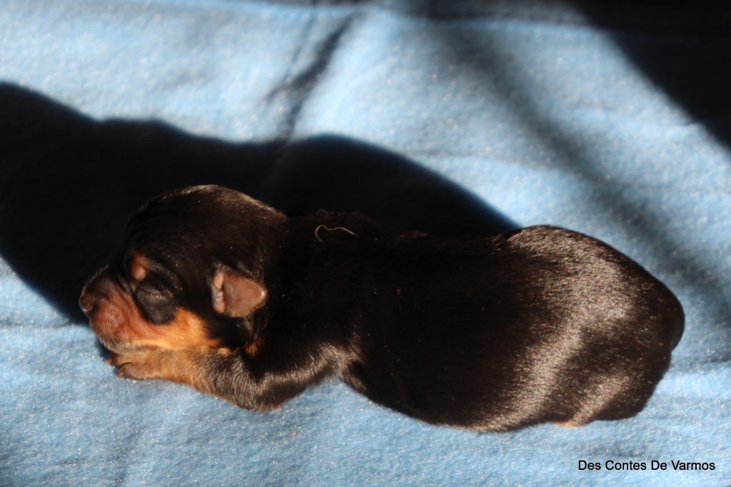 des contes de Varmos - Yorkshire Terrier - Portée née le 27/10/2025