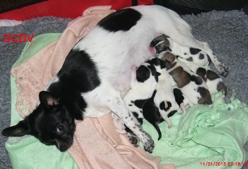 Chiot Chihuahua des contes de Varmos