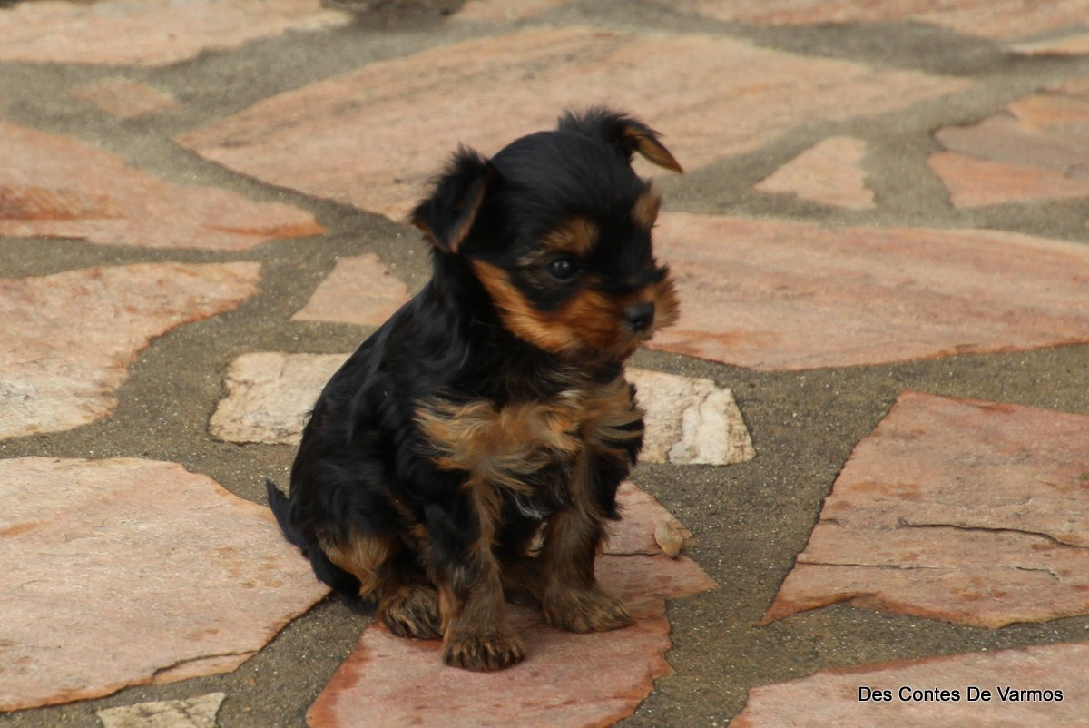des contes de Varmos - Chiots disponibles - Yorkshire Terrier