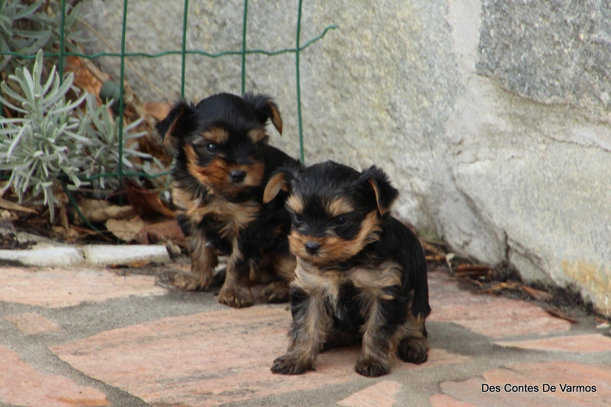 Chiot Yorkshire Terrier des contes de Varmos
