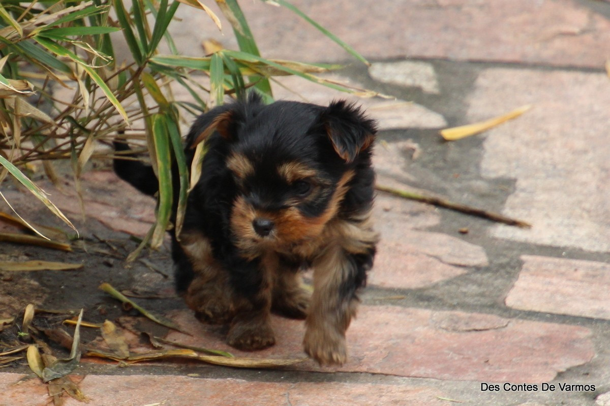 des contes de Varmos - Chiots disponibles - Yorkshire Terrier