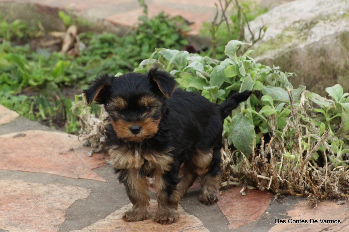 des contes de Varmos - Chiots disponibles - Yorkshire Terrier