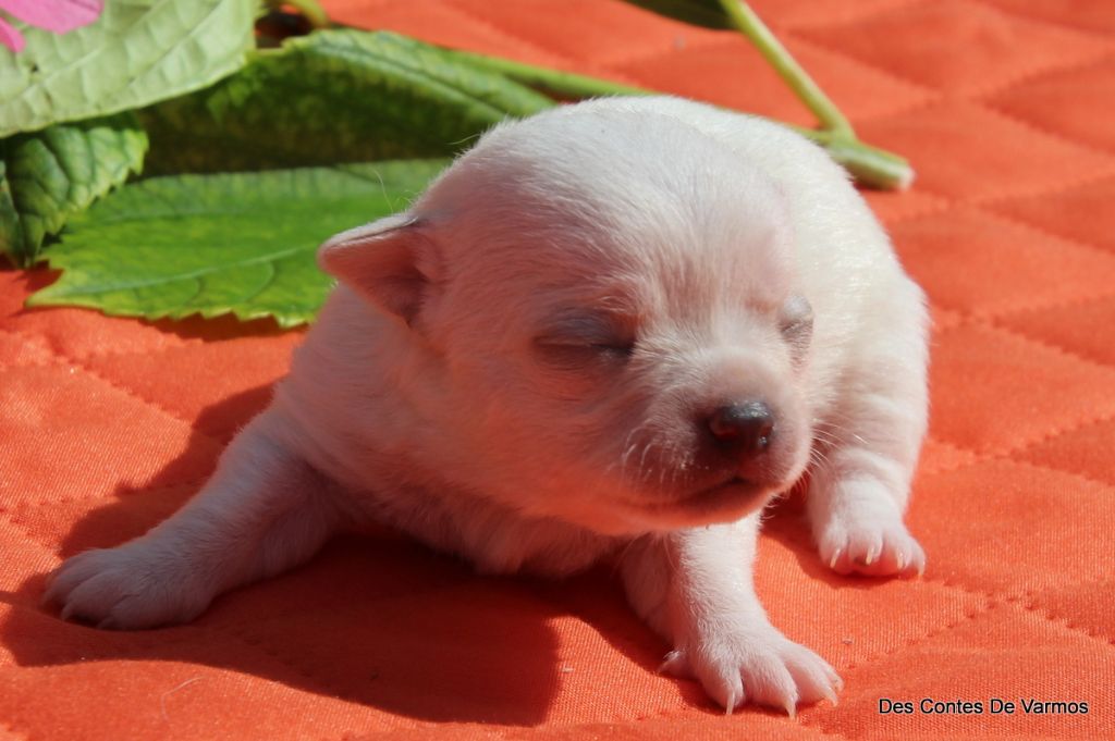 des contes de Varmos - Chiots disponibles - Chihuahua