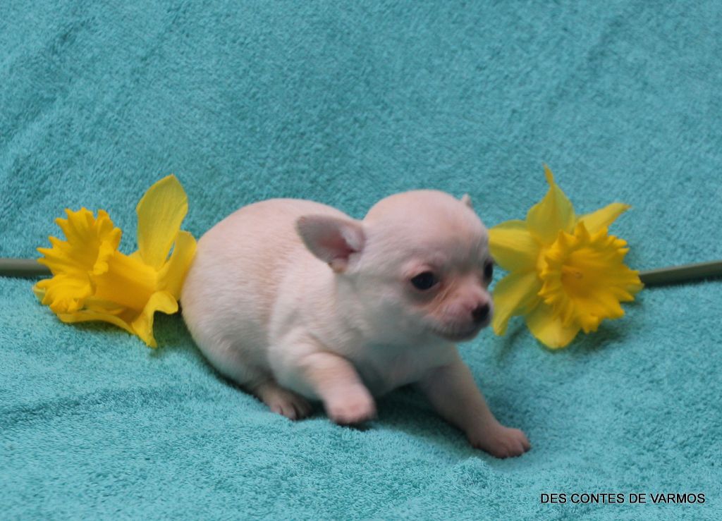 des contes de Varmos - Chihuahua - Portée née le 06/02/2023