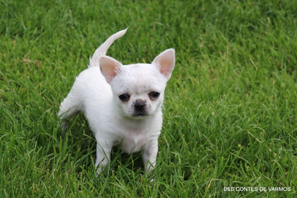 des contes de Varmos - Chihuahua - Portée née le 14/05/2024