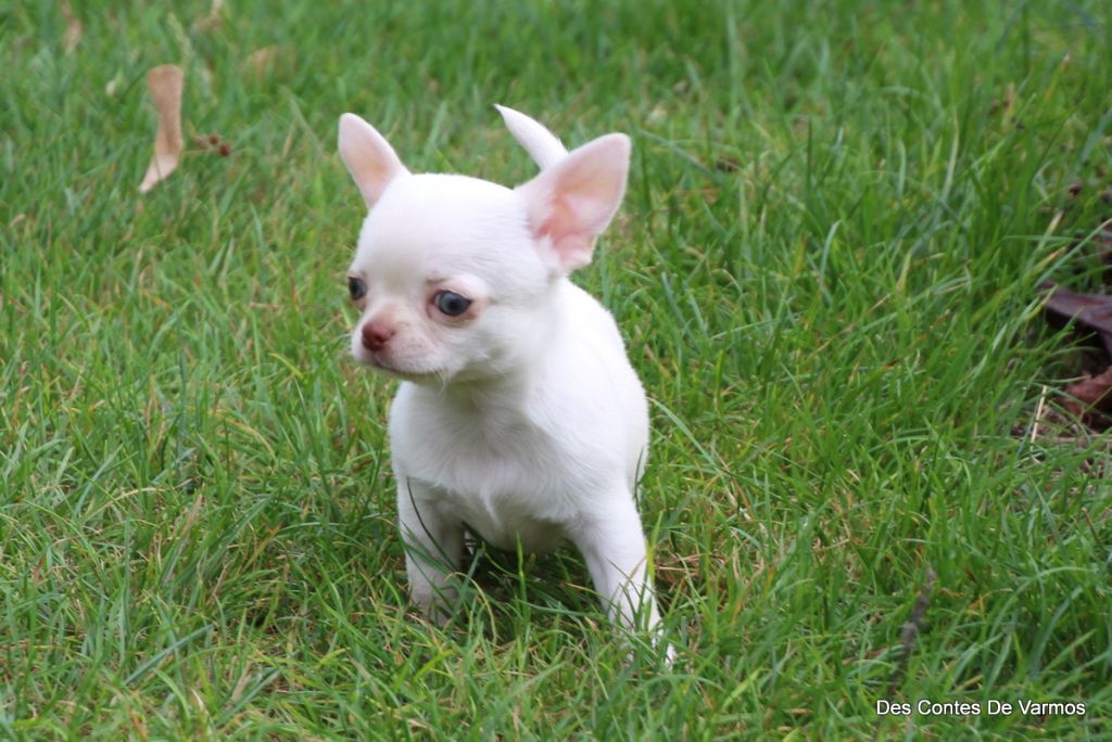 des contes de Varmos - Chiots disponibles - Chihuahua