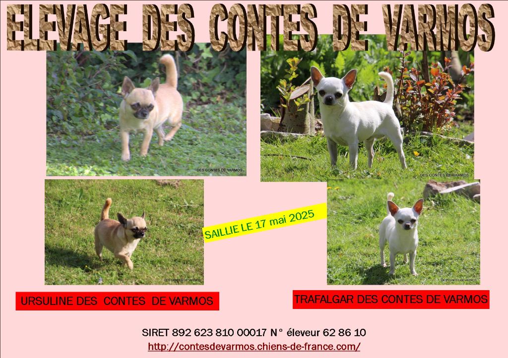 des contes de Varmos - Chihuahua - Portée née le 15/07/2025