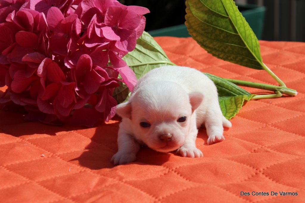 des contes de Varmos - Chiots disponibles - Chihuahua