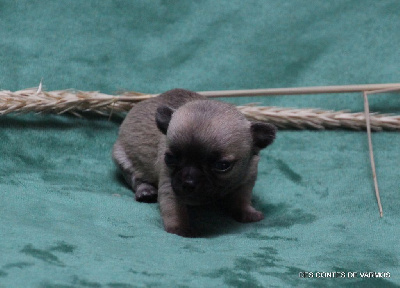 URSULINE DES CONTES DE VARMOS