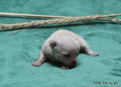 URCANE DES CONTES DE VARMOS