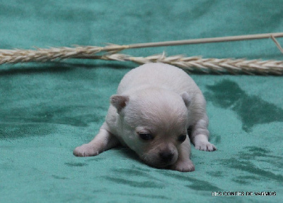 U' MERLIN DES CONTES DE VARMOS