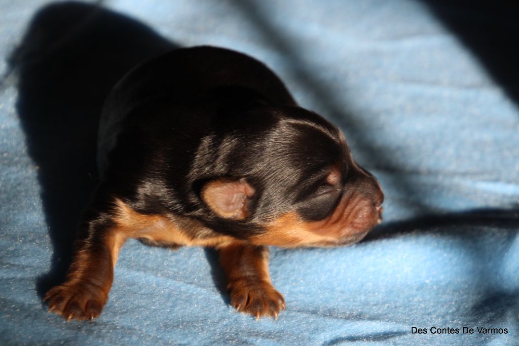 des contes de Varmos - Chiots disponibles - Yorkshire Terrier