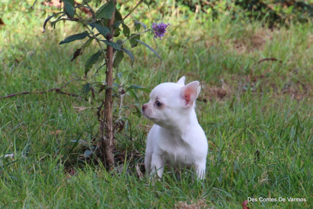 des contes de Varmos - Chiots disponibles - Chihuahua