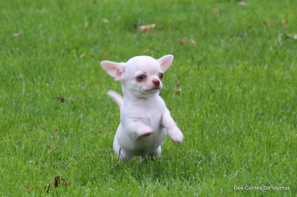 des contes de Varmos - Chiots disponibles - Chihuahua