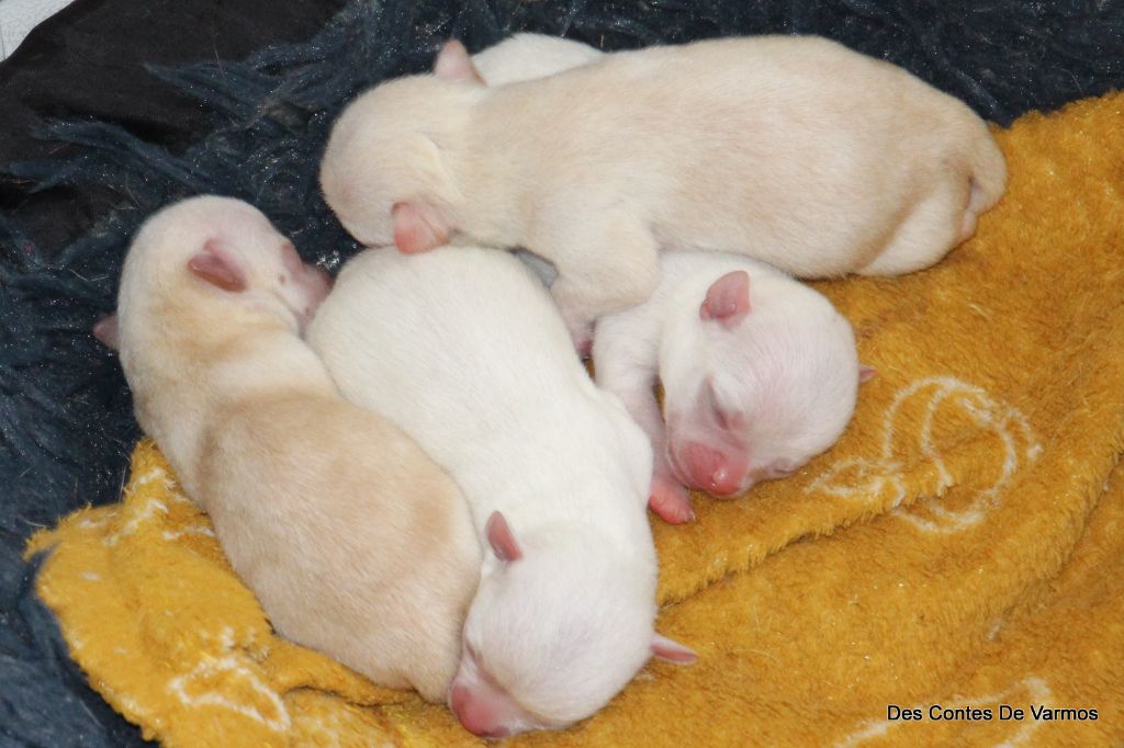 Chiot Chihuahua des contes de Varmos