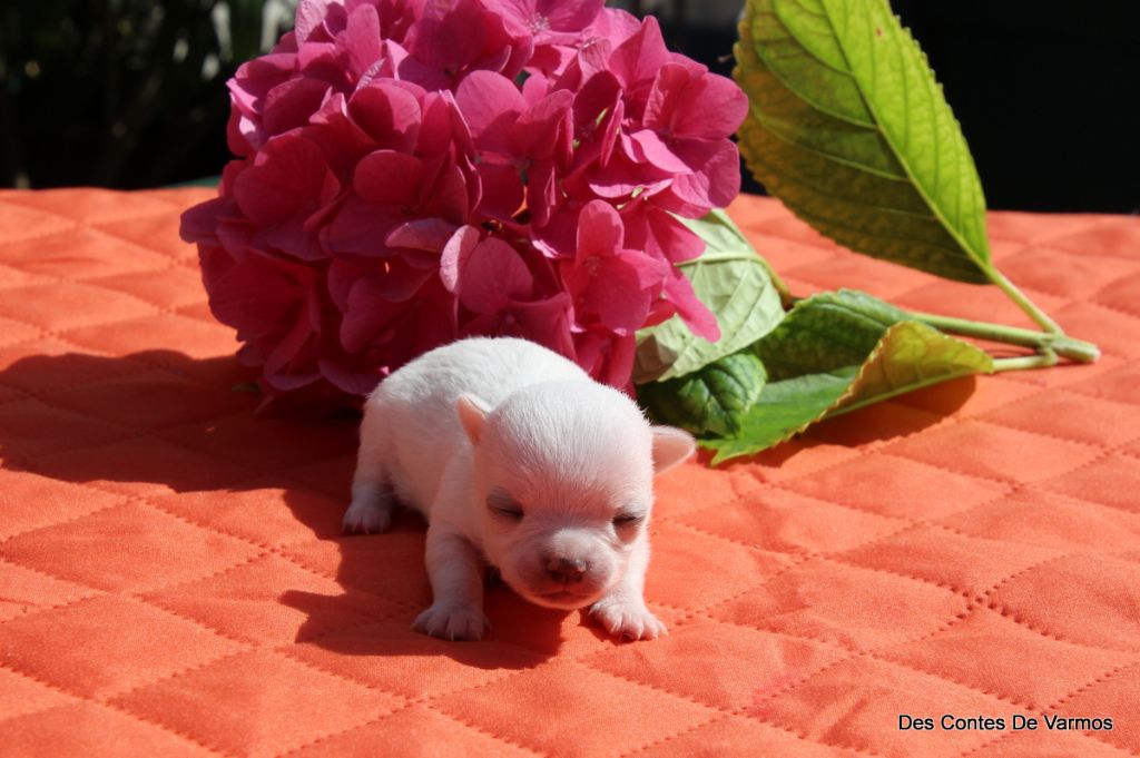 des contes de Varmos - Chiots disponibles - Chihuahua